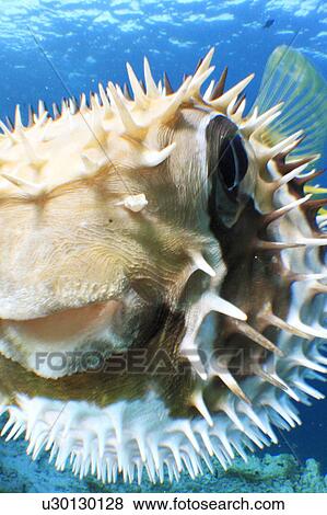 Porcupine Fish View Large Photo Image Stock Photo - Porcupine Fish. Fotosearch