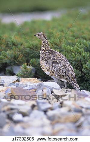 Ptarmigan, Japan View Large Photo Image Stock Photograph - Ptarmigan, Japan. Fotosearch