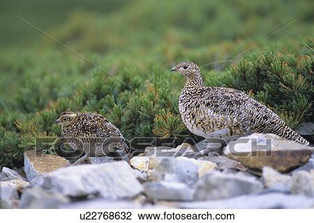 Stock Image - Ptarmigans, Japan. Fotosearch