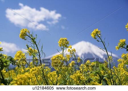 Rapeseed Flowers and Mt Fuji View Large Photo Image Stock Photography - Rapeseed Flowers and Mt Fuji. Fotosearch