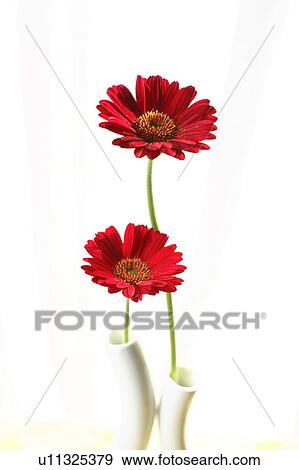 Stock Photo - Red Gerbera Daisies. Fotosearch