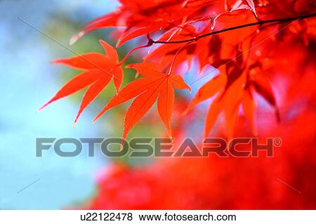 Red Japanese Maple Tree Leaves View Large Photo Image Stock Photo - Red Japanese Maple Tree Leaves. Fotosearch