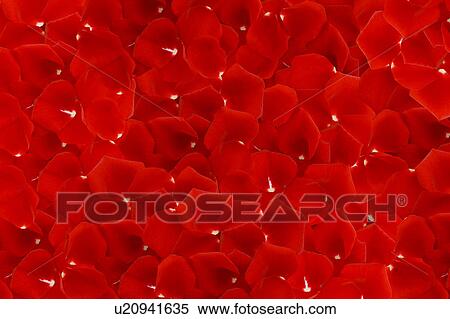 Stock Photography - Red rose petals. Fotosearch