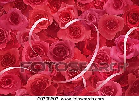 Stock Photo - Ribbon on Roses. Fotosearch