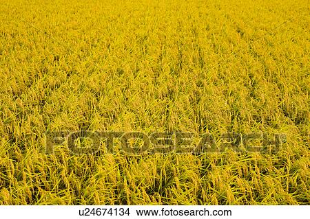 Picture - Rice crop. Fotosearch