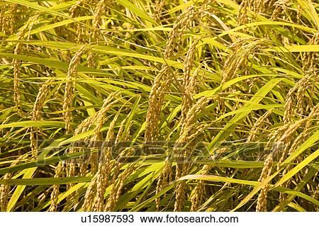 Stock Image - Rice crop. Fotosearch