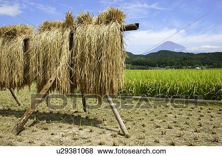 Stock Photo - Rice Drying, Mount Fuji in Background. Fotosearch