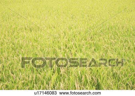 Stock Image - Rice ear. Fotosearch