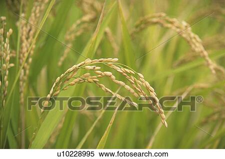 Stock Photography - Rice ear. Fotosearch