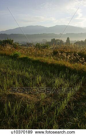 Stock Photo - Rice Field After Harvest. Fotosearch