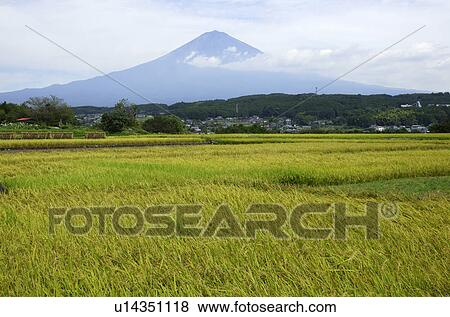 Stock Photo - Rice Field and Mount Fuji. Fotosearch
