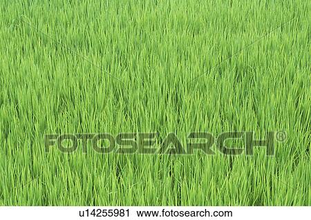 Stock Image - Rice field. Fotosearch