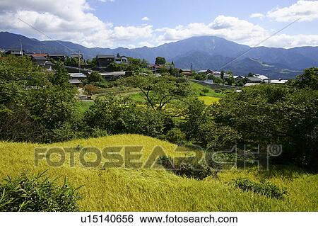 Stock Photograph - Rice Fields and Mount Ena. Fotosearch