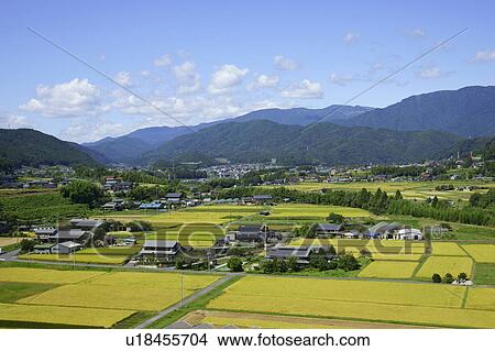 Picture - Rice Paddies. Fotosearch