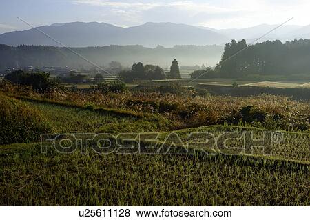 Stock Photo - Rice Paddy After Harvest. Fotosearch