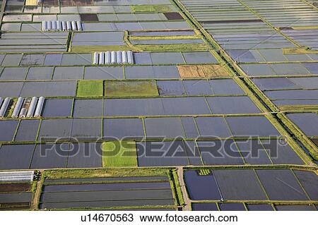 Stock Image - Rice paddy, high angle view, Aso city, Kumamoto Prefecture, Kyushu, Japan. Fotosearch