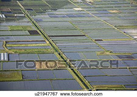 Stock Photo - Rice paddy, high angle view, Aso city, Kumamoto Prefecture, Kyushu, Japan. Fotosearch