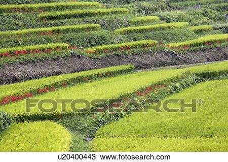 Stock Image - Rice terrace, Nara Prefecture, Honshu, Japan. Fotosearch