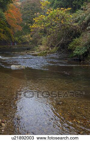 Stock Image - River Flowing Through Forest in Autumn. Fotosearch