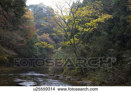 Picture - River Flowing Through in Forest. Fotosearch