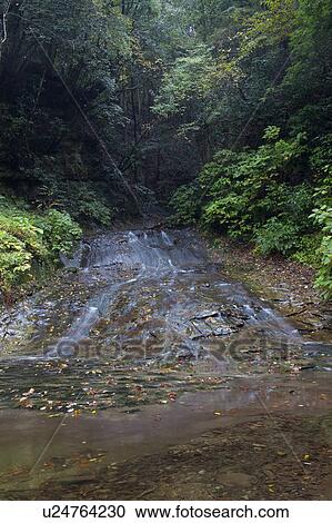 River Running Through Forest View Large Photo Image Stock Image - River Running Through Forest. Fotosearch