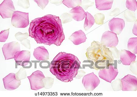 Stock Image - Roses and Petals. Fotosearch