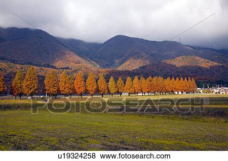 Row of Trees and Mountains in Autumn View Large Photo Image Stock Photo - Row of Trees and Mountains in Autumn. Fotosearch
