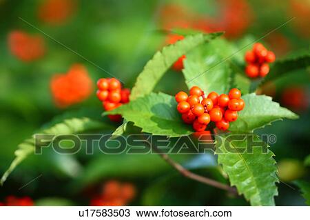 Sarcandra Glabra View Large Photo Image Stock Image - Sarcandra Glabra. Fotosearch