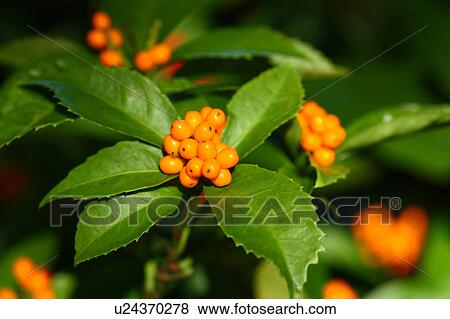 Sarcandra Glabra View Large Photo Image Stock Photo - Sarcandra Glabra. Fotosearch