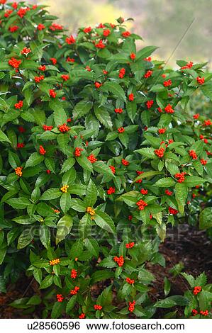 Sarcandra Glabra View Large Photo Image Stock Photograph - Sarcandra Glabra. Fotosearch