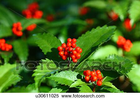 Sarcandra glabra View Large Photo Image Stock Photography - Sarcandra glabra. Fotosearch