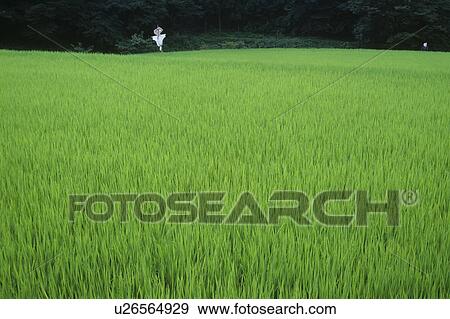 Stock Photo - Scarecrow in the field. Fotosearch