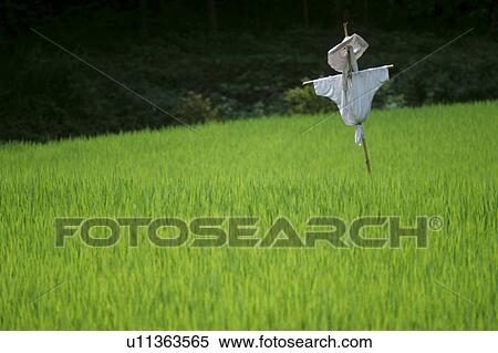 Stock Photography - Scarecrow in the field. Fotosearch