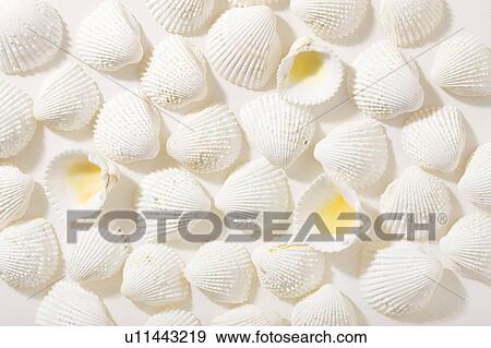 Stock Photo - Seashells. Fotosearch