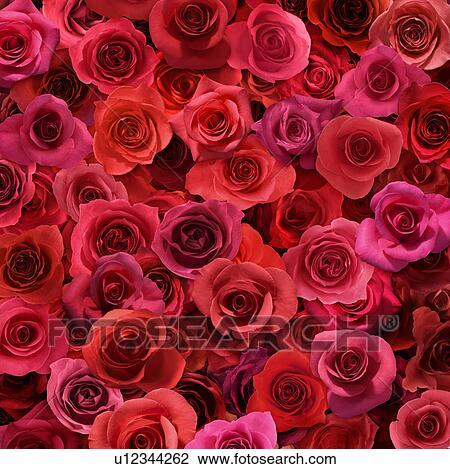 Sheet of Red Roses View Large Photo Image Stock Image - Sheet of Red Roses. Fotosearch