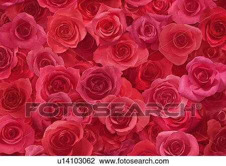 Stock Image - Sheet of Red Roses. Fotosearch