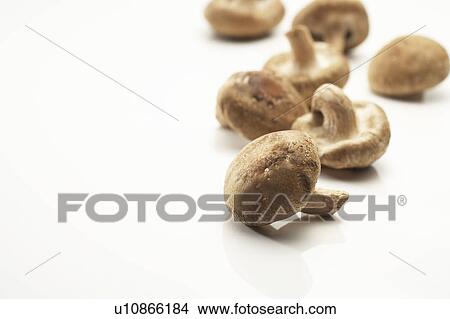 Shiitake mushrooms View Large Photo Image Picture - Shiitake mushrooms. Fotosearch