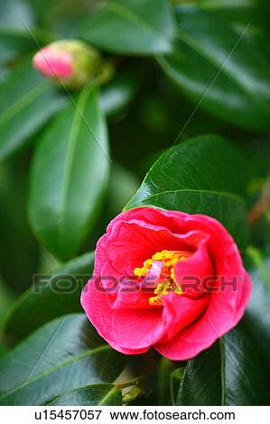 Single Camellia Flower View Large Photo Image Stock Photo - Single Camellia Flower. Fotosearch