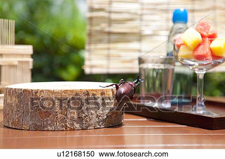Slice of tree trunk and Japanese stag beetle View Large Photo Image Stock Image - Slice of tree trunk and Japanese stag beetle. Fotosearch