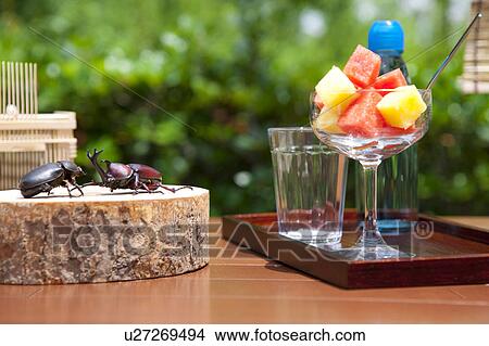 Picture - Slice of tree trunk, Japanese stag beetle and fruits. Fotosearch
