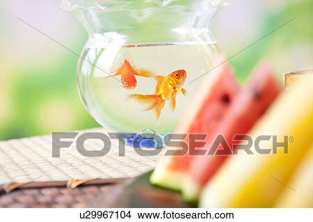 Picture - Slices of watermelons and goldfishes swimming in fishbowl. Fotosearch