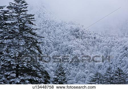 Snow on trees View Large Photo Image Stock Photo - Snow on trees. Fotosearch