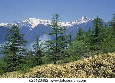 Stock Image - Snowcapped Mountains and Fir Trees. Fotosearch