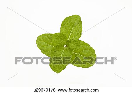 Stock Photo - Spearmint. Fotosearch