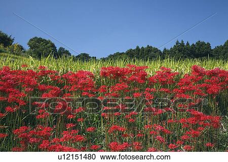 Stock Image - Spider lilies, Nara Prefecture, Honshu, Japan. Fotosearch