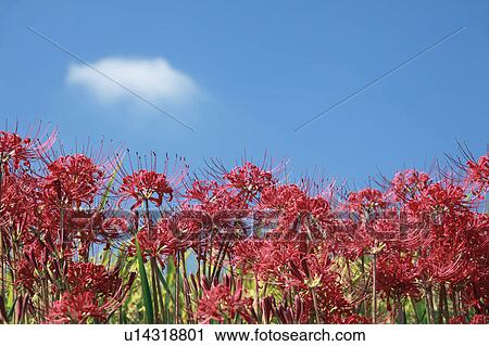 Spider lilies, Nara Prefecture, Honshu, Japan View Large Photo Image Stock Image - Spider lilies, Nara Prefecture, Honshu, Japan. Fotosearch