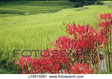 Spider lilies, Nara Prefecture, Honshu, Japan View Large Photo Image Stock Image - Spider lilies, Nara Prefecture, Honshu, Japan. Fotosearch