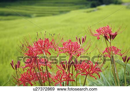 Stock Photo - Spider lilies, Nara Prefecture, Honshu, Japan. Fotosearch