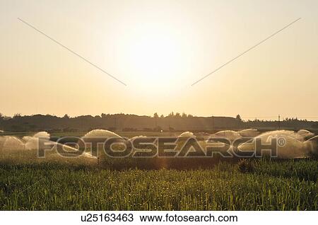 Sprinkles in Sugarcane Field View Large Photo Image Stock Image - Sprinkles in Sugarcane Field. Fotosearch