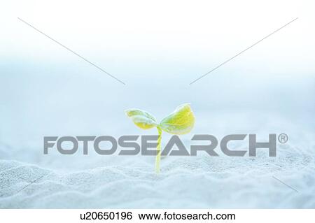 Stock Photograph - Sprout in Sand. Fotosearch